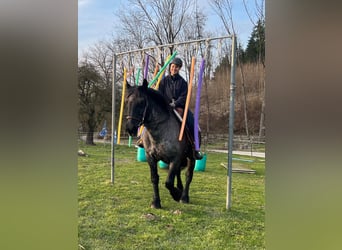 Noriker, Merrie, 17 Jaar, 157 cm, Roan-Blue