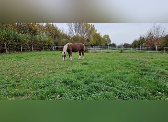 Noriker, Merrie, 19 Jaar, 160 cm, Vos