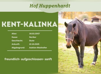 Noriker, Merrie, 19 Jaar, 160 cm, Zwartbruin