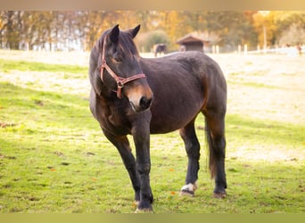 Noriker, Merrie, 19 Jaar, 165 cm, Zwartbruin