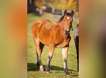 Noriker, Merrie, 1 Jaar, 156 cm, Bruin