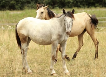 Noriker, Merrie, 1 Jaar, 160 cm, Appaloosa