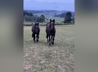 Noriker, Merrie, 1 Jaar, 160 cm, Zwart