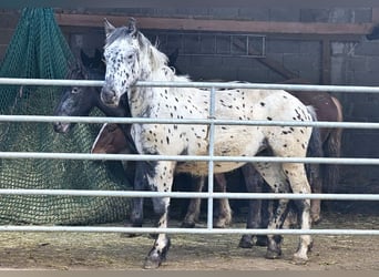 Noriker, Merrie, 1 Jaar, 162 cm, Appaloosa