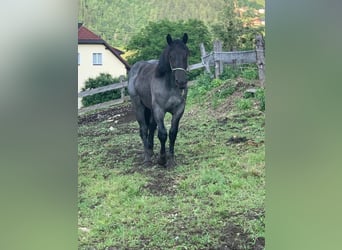 Noriker, Merrie, 1 Jaar, Blauwschimmel