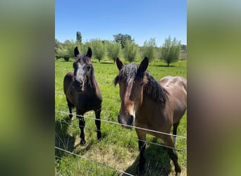 Noriker, Merrie, 1 Jaar, Bruin