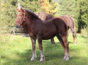 Noriker, Merrie, 1 Jaar, Donkere-vos