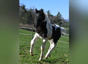 Noriker, Merrie, 1 Jaar, Tobiano-alle-kleuren