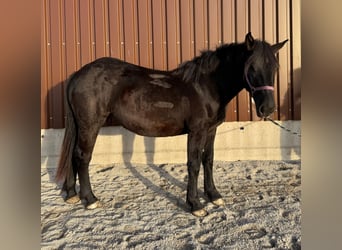 Noriker, Merrie, 1 Jaar, Zwart