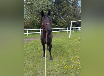 Noriker, Merrie, 2 Jaar, 158 cm, Zwart