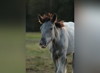 Noriker, Merrie, 2 Jaar, 160 cm, Appaloosa
