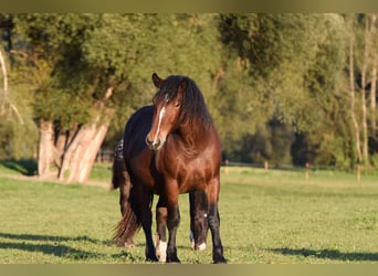 Noriker, Merrie, 2 Jaar, Bruin