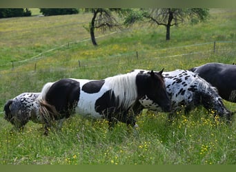 Noriker, Merrie, 2 Jaar