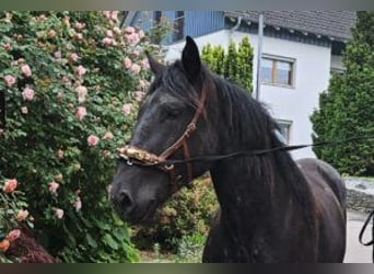 Noriker, Merrie, 2 Jaar, Zwart