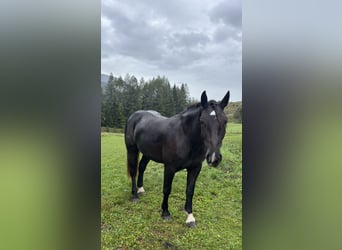 Noriker, Merrie, 3 Jaar, 150 cm, Zwart