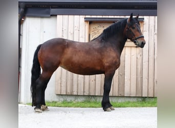 Noriker, Merrie, 3 Jaar, 153 cm, Brauner