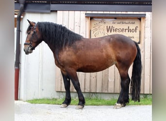 Noriker, Merrie, 3 Jaar, 153 cm, Brauner