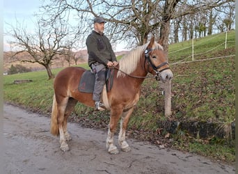 Noriker, Merrie, 3 Jaar, 153 cm, Vos