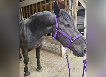 Noriker, Merrie, 3 Jaar, 153 cm, Zwart