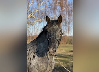 Noriker, Merrie, 3 Jaar, 157 cm, Appaloosa