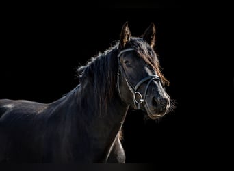 Noriker, Merrie, 3 Jaar, 158 cm, Zwart