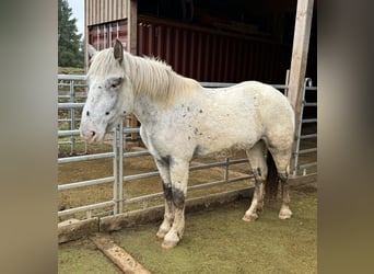 Noriker, Merrie, 3 Jaar, 160 cm, Appaloosa