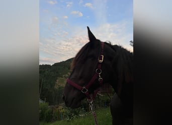 Noriker, Merrie, 3 Jaar, 160 cm, Zwart