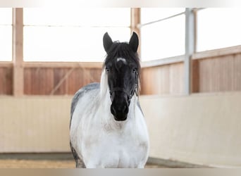Noriker, Merrie, 3 Jaar, 162 cm, Gevlekt-paard