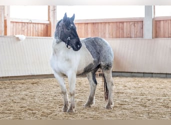Noriker, Merrie, 3 Jaar, 162 cm, Gevlekt-paard