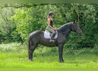 Noriker, Merrie, 3 Jaar, 163 cm, Zwart