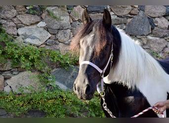 Noriker, Merrie, 3 Jaar, 165 cm, Gevlekt-paard