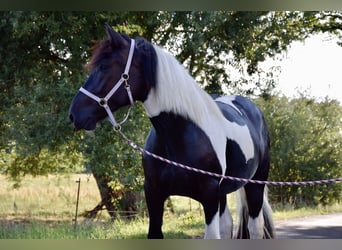 Noriker, Merrie, 3 Jaar, 165 cm, Gevlekt-paard