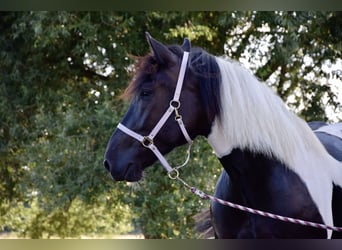 Noriker, Merrie, 3 Jaar, 165 cm, Gevlekt-paard