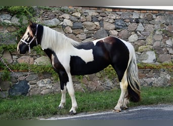 Noriker, Merrie, 3 Jaar, 165 cm, Gevlekt-paard