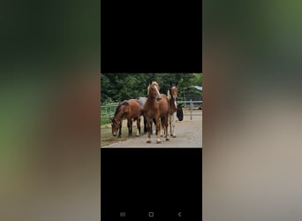 Noriker, Merrie, 3 Jaar