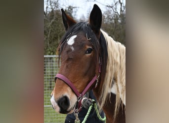 Noriker, Merrie, 3 Jaar