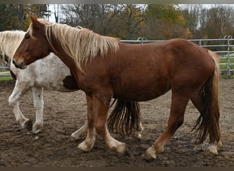 Noriker, Merrie, 3 Jaar, Donkere-vos