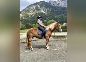 Noriker, Merrie, 4 Jaar, 157 cm, Donkere-vos