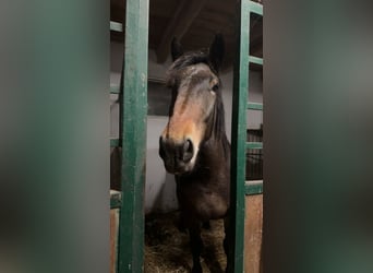 Noriker, Merrie, 4 Jaar, 160 cm, Bruin