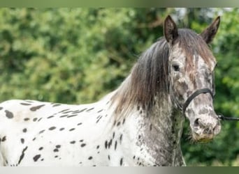 Noriker, Merrie, 4 Jaar, 162 cm, Appaloosa