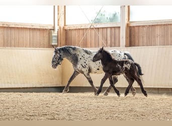 Noriker, Merrie, 4 Jaar, 162 cm, Appaloosa