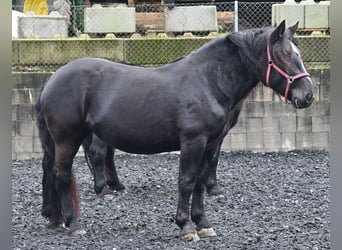 Noriker, Merrie, 4 Jaar