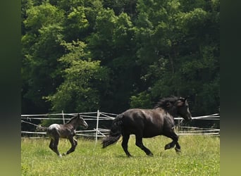 Noriker, Merrie, 4 Jaar