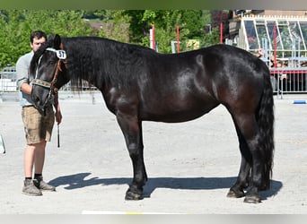 Noriker, Merrie, 4 Jaar