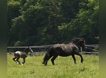Noriker, Merrie, 4 Jaar