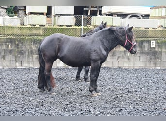 Noriker, Merrie, 4 Jaar