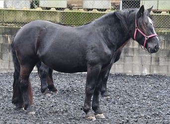 Noriker, Merrie, 4 Jaar