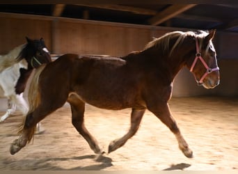Noriker, Merrie, 4 Jaar, Donkere-vos