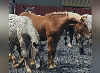 Noriker, Merrie, 4 Jaar, Donkere-vos