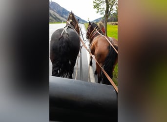 Noriker, Merrie, 5 Jaar, 162 cm